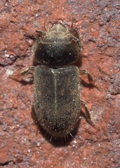 Heteroceridae