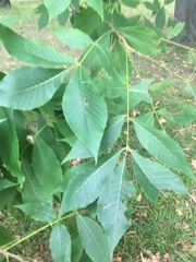 Carya laciniosa