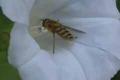 Syrphus ribesii