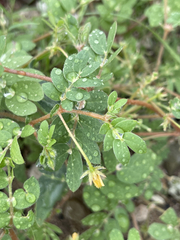 Kallstroemia californica