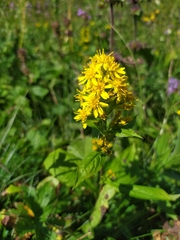 Solidago virgaurea