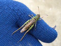 Gomphocerus sibiricus