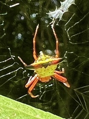 Micrathena sagittata