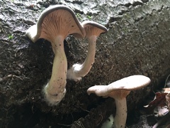 Pseudoclitocybe cyathiformis