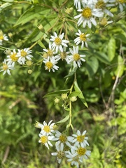 Doellingeria umbellata