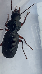 Pterostichus madidus