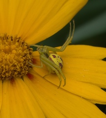 Thomisidae