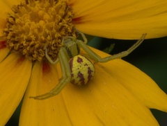 Thomisidae