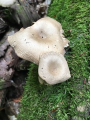 Pseudoclitocybe cyathiformis