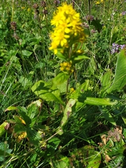 Solidago virgaurea