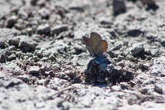 Icaricia lupini texanus