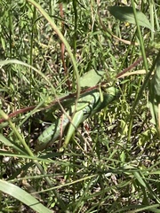 Schistocerca shoshone