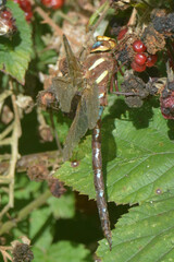 Aeshna grandis