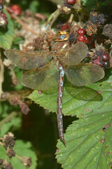 Aeshna grandis