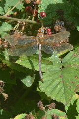 Aeshna grandis