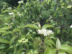 Cornus amomum