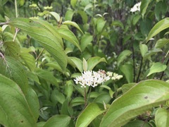 Cornus amomum