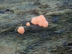 Tubifera