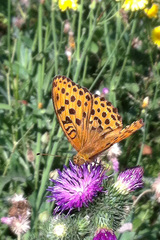Argynnis laodice