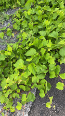 Vitis riparia
