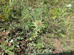 Carlina biebersteinii