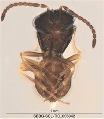 Platygastroidea