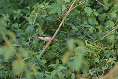 Ploceus philippinus