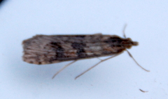 Nomophila nearctica