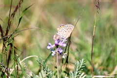 Icaricia lupini texanus