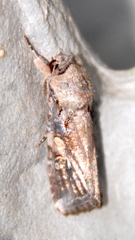 Spodoptera frugiperda