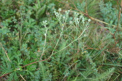 Potentilla inclinata