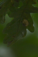 Phyllonorycter