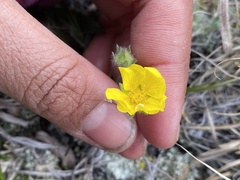 Potentilla furcata
