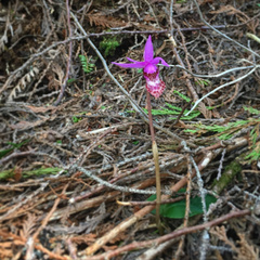 Calypso bulbosa occidentalis