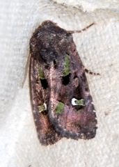 Lacinipolia renigera