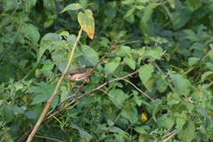 Ploceus philippinus
