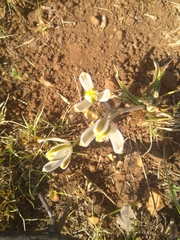 Albuca setosa