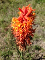 Dichromanthus cinnabarinus