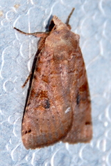 Xestia smithii