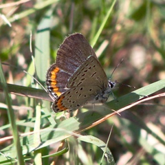 Icaricia lupini texanus