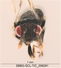 Eulophidae