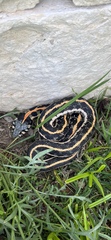 Thamnophis cyrtopsis