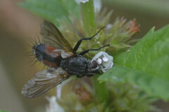 Eriothrix rufomaculata