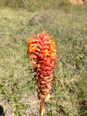 Dichromanthus cinnabarinus