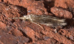 Hydroptilidae