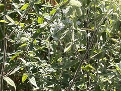 Pycnanthemum