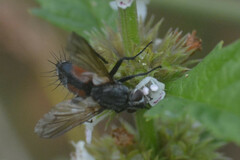 Eriothrix rufomaculata