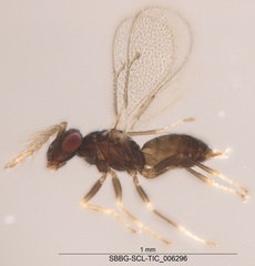 Eulophidae