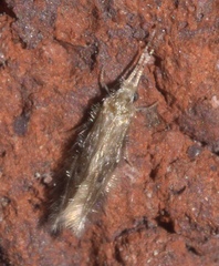 Hydroptilidae