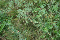 Potentilla inclinata